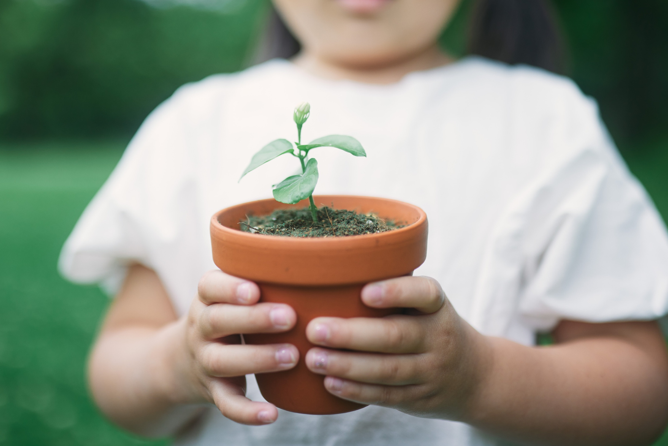 Criança segurando uma muda plantada em um vaso